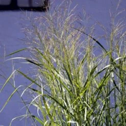Rishirse Stålblå 'Northwind' Panicum Virgatum 'Northwind' 5 Liter Potte -Osmo Salgsbutik p17850 52381 panicum virgatum northwind 695c