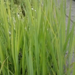 Rishirse Stålblå 'Northwind' Panicum Virgatum 'Northwind' 5 Liter Potte -Osmo Salgsbutik p17850 52382 panicum virgatum northwind d551