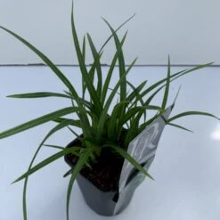 Star 'Irish Green' Carex Morrowii 'Irish Green' 1 Liter Potte