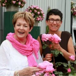 'Our Last Summer'™ Rosa X 'Our Last Summer'™ (Slyngrose) A-Kvalitet,- Barrods Roser Min. 3 Grene -Osmo Salgsbutik p17954 52487 rosa x our last summer slyngrose 4934