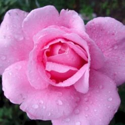 'Our Last Summer'™ Rosa X 'Our Last Summer'™ (Slyngrose) A-Kvalitet,- Barrods Roser Min. 3 Grene -Osmo Salgsbutik p17954 52489 rosa x our last summer slyngrose dd8c