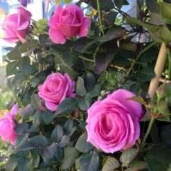 'Our Last Summer'™ Rosa X 'Our Last Summer'™ (Slyngrose) A-Kvalitet,- Barrods Roser Min. 3 Grene -Osmo Salgsbutik p17954 52490 rosa x our last summer slyngrose 01c2