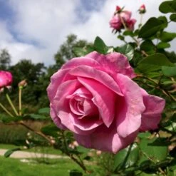 'Our Last Summer'™ Rosa X 'Our Last Summer'™ (Slyngrose) A-Kvalitet,- Barrods Roser Min. 3 Grene -Osmo Salgsbutik p17954 52491 rosa x our last summer slyngrose 11a7