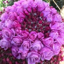 'Our Last Summer'™ Rosa X 'Our Last Summer'™ (Slyngrose) A-Kvalitet,- Barrods Roser Min. 3 Grene -Osmo Salgsbutik p17954 52492 rosa x our last summer slyngrose 3f05