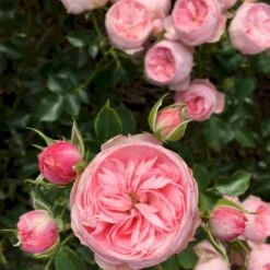 'She Loves You'™ Rosa X 'She Loves You'™ (Buketrose) A-Kvalitet,- Barrods Roser Min. 3 Grene -Osmo Salgsbutik p17955 51710 rosa x she loves you buketrose 9713