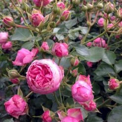 'She Loves You'™ Rosa X 'She Loves You'™ (Buketrose) A-Kvalitet,- Barrods Roser Min. 3 Grene -Osmo Salgsbutik p17955 51711 rosa x she loves you buketrose 9f24