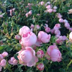 'She Loves You'™ Rosa X 'She Loves You'™ (Buketrose) A-Kvalitet,- Barrods Roser Min. 3 Grene -Osmo Salgsbutik p17955 51712 rosa x she loves you buketrose 4649