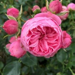 'She Loves You'™ Rosa X 'She Loves You'™ (Buketrose) A-Kvalitet,- Barrods Roser Min. 3 Grene -Osmo Salgsbutik p17955 51714 rosa x she loves you buketrose 6d7d