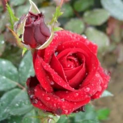 'Fall In Love Again'™ Rosa X 'Fall In Love Again'™ (Buketrose) A-Kvalitet,- Barrods Roser Min. 3 Grene -Osmo Salgsbutik p17957 51474 rosa x fall in love again buketrose a391