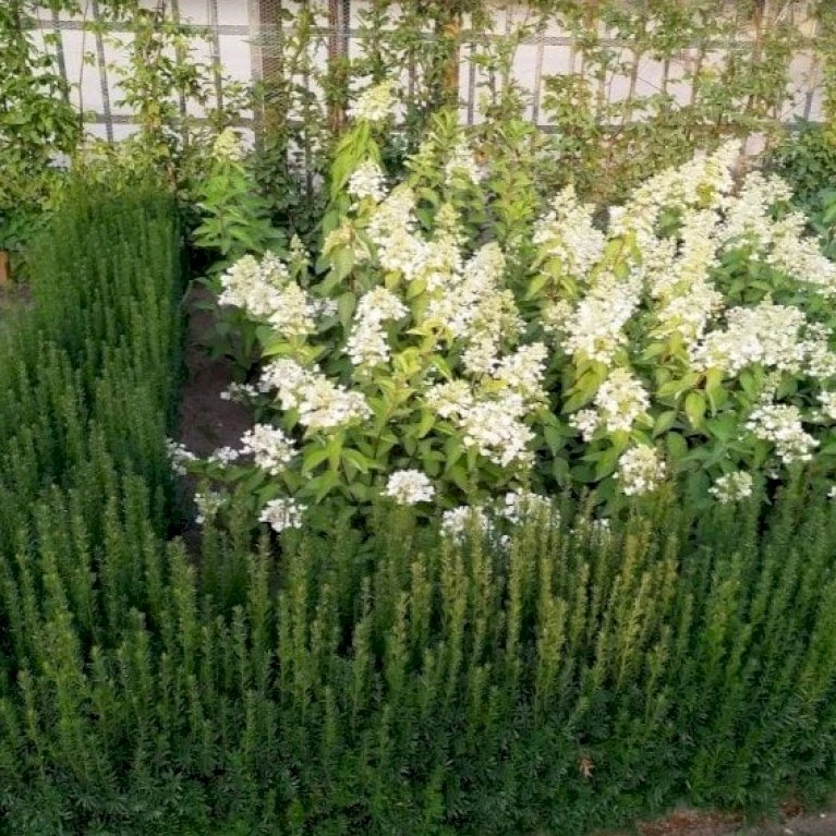 Søjletaks 'Rising Star' Taxus Media 'Rising Star' Med Klump,- 125-150 Cm. Ekstra Kraftige 1 Søjletaks 'Rising Star' Taxus Media 'Rising Star' Med Klump,- 125-150 Cm. Ekstra Kraftige