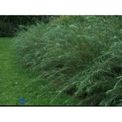 Rosmarinpil Salix Repens 'Rosmarinifolia' Potte 7,5 Liter 80-100 Cm. 6 Rosmarinpil Salix Repens 'Rosmarinifolia' Potte 7,5 Liter 80-100 Cm. -Osmo Salgsbutik p1809 1437 salix repens rosmarinifolia e42c