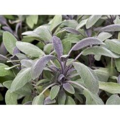 Salvie 'Purpurascens' (Rødbladet) Salvia Officinalis 'Purpurascens' 1 Liter Potte