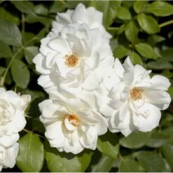 'Climbing Schneewittchen' Rosa X 'Climbing Schneewittchen' A-Kvalitet,- Barrods Roser Min. 3 Grene 7 'Climbing Schneewittchen' Rosa X 'Climbing Schneewittchen' A-Kvalitet,- Barrods Roser Min. 3 Grene -Osmo Salgsbutik p1894 52341 rosa x climbing schneewittchen cf87