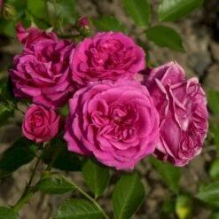 'Elmshorn'® Rosa X 'Elmshorn'® (Buskrose) A-Kvalitet,- Barrods Roser Min. 3 Grene -Osmo Salgsbutik p1896 53561 rosa x elmshorn buskrose 1d83