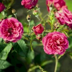'Elmshorn'® Rosa X 'Elmshorn'® (Buskrose) A-Kvalitet,- Barrods Roser Min. 3 Grene -Osmo Salgsbutik p1896 53562 rosa x elmshorn buskrose 86b0