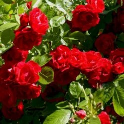 'Flammentanz'® Rosa X 'Flammentanz'® (Slyngrose) A-Kvalitet,- Barrods Roser Min. 3 Grene 13 'Flammentanz'® Rosa X 'Flammentanz'® (Slyngrose) A-Kvalitet,- Barrods Roser Min. 3 Grene -Osmo Salgsbutik p1898 52387 rosa x flammentanz slyngrose b168
