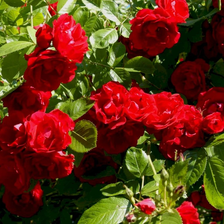 'Flammentanz'® Rosa X 'Flammentanz'® (Slyngrose) A-Kvalitet,- Barrods Roser Min. 3 Grene 3 'Flammentanz'® Rosa X 'Flammentanz'® (Slyngrose) A-Kvalitet,- Barrods Roser Min. 3 Grene - Billede 3