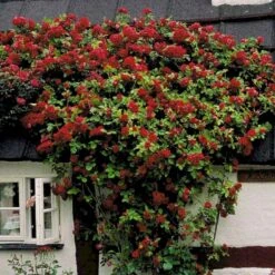 'Flammentanz'® Rosa X 'Flammentanz'® (Slyngrose) A-Kvalitet,- Barrods Roser Min. 3 Grene 14 'Flammentanz'® Rosa X 'Flammentanz'® (Slyngrose) A-Kvalitet,- Barrods Roser Min. 3 Grene -Osmo Salgsbutik p1898 52388 rosa x flammentanz slyngrose 76a8