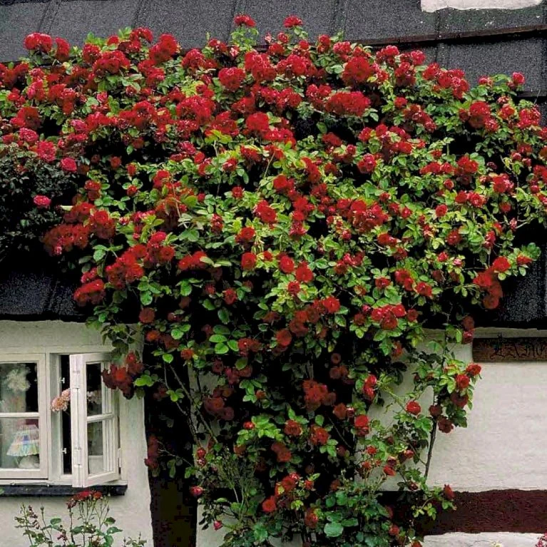 'Flammentanz'® Rosa X 'Flammentanz'® (Slyngrose) A-Kvalitet,- Barrods Roser Min. 3 Grene 4 'Flammentanz'® Rosa X 'Flammentanz'® (Slyngrose) A-Kvalitet,- Barrods Roser Min. 3 Grene - Billede 4