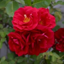 'Flammentanz'® Rosa X 'Flammentanz'® (Slyngrose) A-Kvalitet,- Barrods Roser Min. 3 Grene 15 'Flammentanz'® Rosa X 'Flammentanz'® (Slyngrose) A-Kvalitet,- Barrods Roser Min. 3 Grene -Osmo Salgsbutik p1898 53563 rosa x flammentanz slyngrose 9153