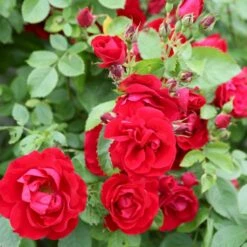 'Flammentanz'® Rosa X 'Flammentanz'® (Slyngrose) A-Kvalitet,- Barrods Roser Min. 3 Grene 16 'Flammentanz'® Rosa X 'Flammentanz'® (Slyngrose) A-Kvalitet,- Barrods Roser Min. 3 Grene -Osmo Salgsbutik p1898 53564 rosa x flammentanz slyngrose a073