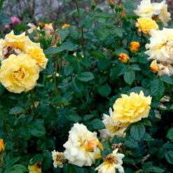 'Lichtkönigin Lucia'® Rosa X 'Lichtkönigin Lucia'® (Buketrose) A-Kvalitet,- Barrods Roser Min. 3 Grene -Osmo Salgsbutik p1901 52443 rosa x lichtkoenigin lucia buketrose e2a2