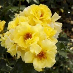 'Lichtkönigin Lucia'® Rosa X 'Lichtkönigin Lucia'® (Buketrose) A-Kvalitet,- Barrods Roser Min. 3 Grene -Osmo Salgsbutik p1901 53600 rosa x lichtkoenigin lucia buketrose b4be