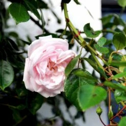 'New Dawn' Rosa X 'New Dawn' (Slyngrose) A-Kvalitet,- Barrods Roser Min. 3 Grene -Osmo Salgsbutik p1902 52479 rosa x new dawn slyngrose f6c4