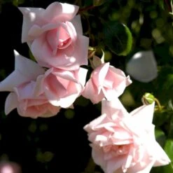 'New Dawn' Rosa X 'New Dawn' (Slyngrose) A-Kvalitet,- Barrods Roser Min. 3 Grene -Osmo Salgsbutik p1902 52480 rosa x new dawn slyngrose be37