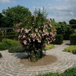 'Rosenholm'™ Rosa X 'Rosenholm'™ (Slyngrose) A-Kvalitet,- Barrods Roser Min. 3 Grene -Osmo Salgsbutik p1911 52251 rosa x rosenholm slyngrose 1f2c