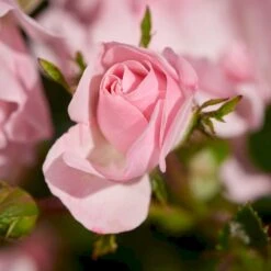 'Rosenholm'™ Rosa X 'Rosenholm'™ (Slyngrose) A-Kvalitet,- Barrods Roser Min. 3 Grene -Osmo Salgsbutik p1911 52252 rosa x rosenholm slyngrose b50b