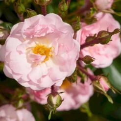 'Rosenholm'™ Rosa X 'Rosenholm'™ (Slyngrose) A-Kvalitet,- Barrods Roser Min. 3 Grene -Osmo Salgsbutik p1911 52253 rosa x rosenholm slyngrose 76c9