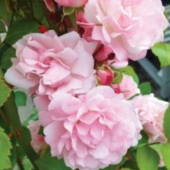 'Rosenholm'™ Rosa X 'Rosenholm'™ (Slyngrose) A-Kvalitet,- Barrods Roser Min. 3 Grene -Osmo Salgsbutik p1911 52254 rosa x rosenholm slyngrose f77f