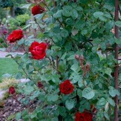 'Santana'® Rosa X 'Santana'® (Slyngrose) A-Kvalitet,- Barrods Roser Min. 3 Grene