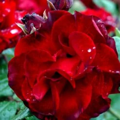 'Santana'® Rosa X 'Santana'® (Slyngrose) A-Kvalitet,- Barrods Roser Min. 3 Grene 16 'Santana'® Rosa X 'Santana'® (Slyngrose) A-Kvalitet,- Barrods Roser Min. 3 Grene -Osmo Salgsbutik p1913 52891 rosa x santana slyngrose fc5a