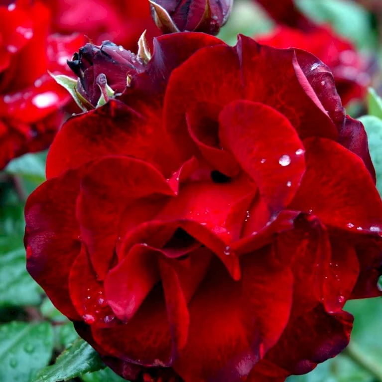 'Santana'® Rosa X 'Santana'® (Slyngrose) A-Kvalitet,- Barrods Roser Min. 3 Grene 3 'Santana'® Rosa X 'Santana'® (Slyngrose) A-Kvalitet,- Barrods Roser Min. 3 Grene - Billede 3