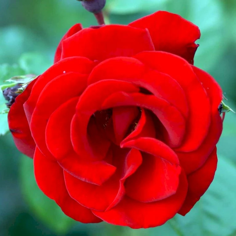 'Santana'® Rosa X 'Santana'® (Slyngrose) A-Kvalitet,- Barrods Roser Min. 3 Grene 4 'Santana'® Rosa X 'Santana'® (Slyngrose) A-Kvalitet,- Barrods Roser Min. 3 Grene - Billede 4