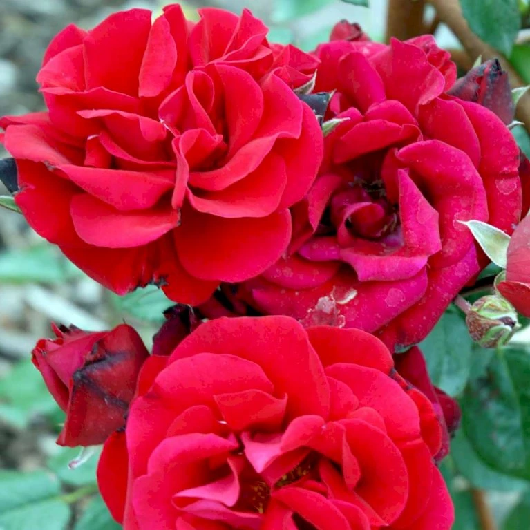 'Santana'® Rosa X 'Santana'® (Slyngrose) A-Kvalitet,- Barrods Roser Min. 3 Grene 5 'Santana'® Rosa X 'Santana'® (Slyngrose) A-Kvalitet,- Barrods Roser Min. 3 Grene - Billede 5