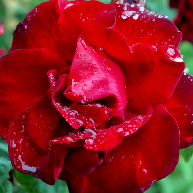 'Santana'® Rosa X 'Santana'® (Slyngrose) A-Kvalitet,- Barrods Roser Min. 3 Grene 6 'Santana'® Rosa X 'Santana'® (Slyngrose) A-Kvalitet,- Barrods Roser Min. 3 Grene - Billede 6