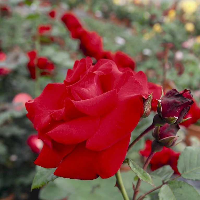 'Santana'® Rosa X 'Santana'® (Slyngrose) A-Kvalitet,- Barrods Roser Min. 3 Grene 7 'Santana'® Rosa X 'Santana'® (Slyngrose) A-Kvalitet,- Barrods Roser Min. 3 Grene - Billede 7