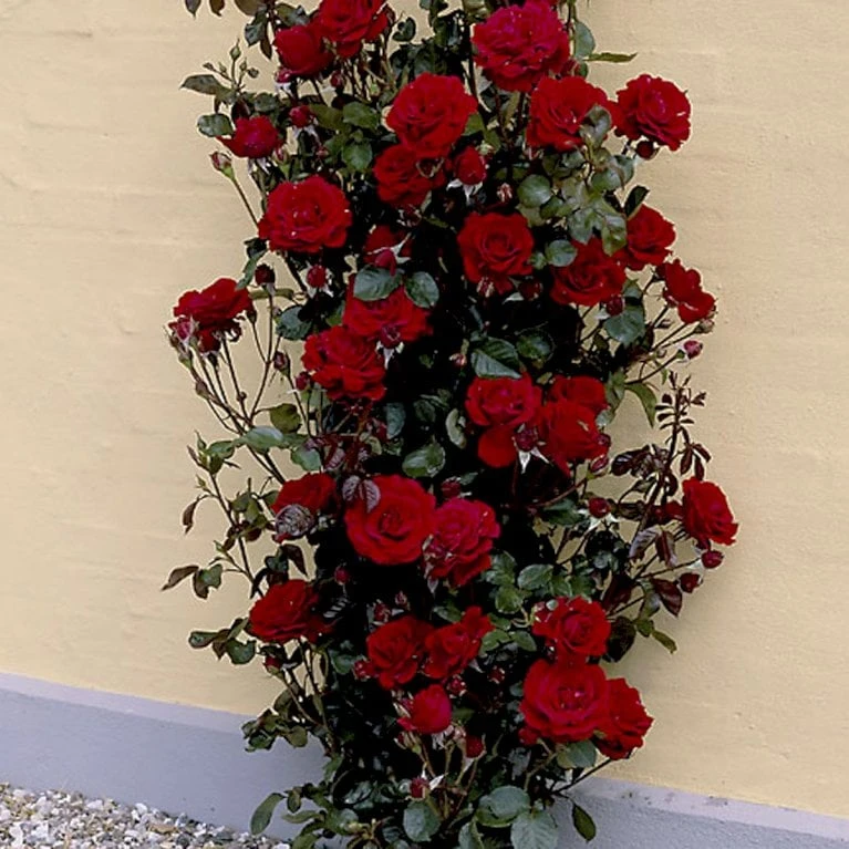 'That's Jazz'™ Rosa X 'That's Jazz'™ (Slyngrose) A-Kvalitet,- Barrods Roser Min. 3 Grene 1 'That's Jazz'™ Rosa X 'That's Jazz'™ (Slyngrose) A-Kvalitet,- Barrods Roser Min. 3 Grene