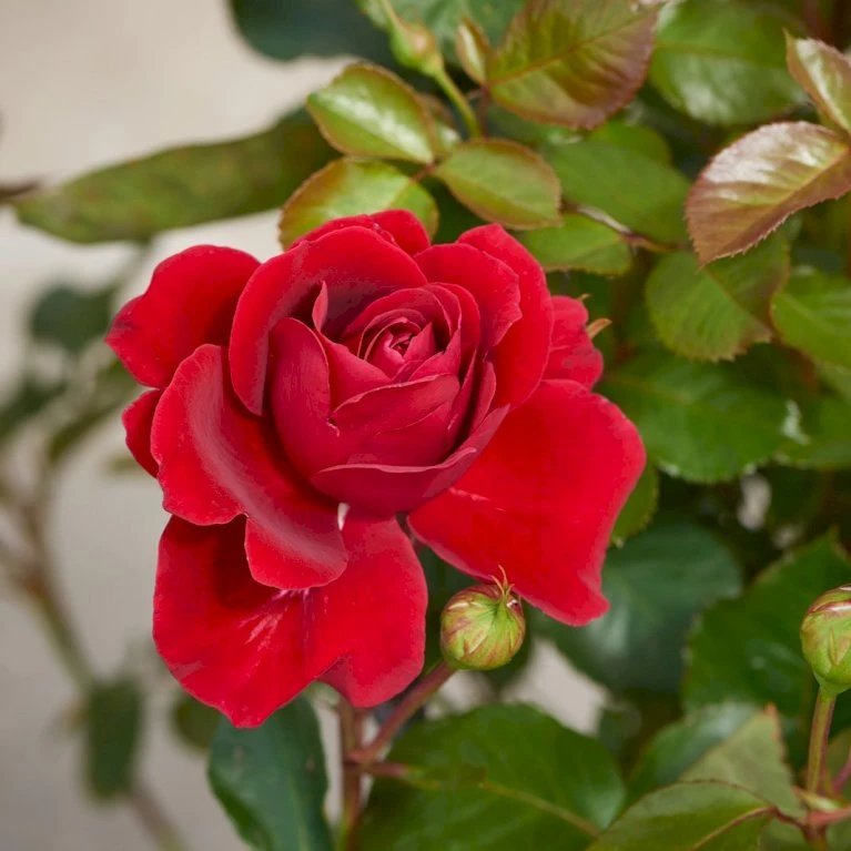 'That's Jazz'™ Rosa X 'That's Jazz'™ (Slyngrose) A-Kvalitet,- Barrods Roser Min. 3 Grene 4 'That's Jazz'™ Rosa X 'That's Jazz'™ (Slyngrose) A-Kvalitet,- Barrods Roser Min. 3 Grene - Billede 4