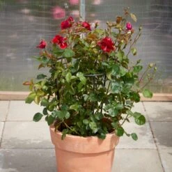 'That's Jazz'™ Rosa X 'That's Jazz'™ (Slyngrose) A-Kvalitet,- Barrods Roser Min. 3 Grene 12 'That's Jazz'™ Rosa X 'That's Jazz'™ (Slyngrose) A-Kvalitet,- Barrods Roser Min. 3 Grene -Osmo Salgsbutik p1916 52258 rosa x that s jazz slyngrose bec8