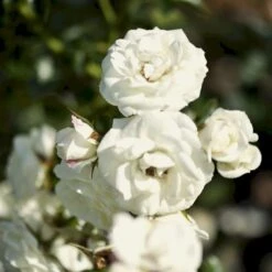 'Waltz'™ Rosa X 'Waltz'™ (Slyngrose) A-Kvalitet,- Barrods Roser Min. 3 Grene -Osmo Salgsbutik p1918 52263 rosa x waltz slyngrose 34e2