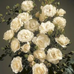 'Waltz'™ Rosa X 'Waltz'™ (Slyngrose) A-Kvalitet,- Barrods Roser Min. 3 Grene -Osmo Salgsbutik p1918 52264 rosa x waltz slyngrose 4ba5