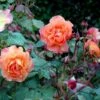 'Westerland'® Rosa X 'Westerland'® (Slyngrose) A-Kvalitet,- Barrods Roser Min. 3 Grene