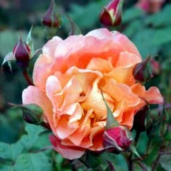 'Westerland'® Rosa X 'Westerland'® (Slyngrose) A-Kvalitet,- Barrods Roser Min. 3 Grene -Osmo Salgsbutik p1919 52926 rosa x westerland buskrose 248d