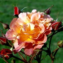 'Westerland'® Rosa X 'Westerland'® (Slyngrose) A-Kvalitet,- Barrods Roser Min. 3 Grene -Osmo Salgsbutik p1919 52928 rosa x westerland buskrose 192b