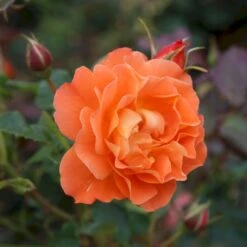 'Westerland'® Rosa X 'Westerland'® (Slyngrose) A-Kvalitet,- Barrods Roser Min. 3 Grene -Osmo Salgsbutik p1919 53676 rosa x westerland slyngrose 315c