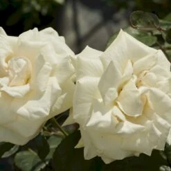 'White Nights'™ Rosa X 'White Nights'™ (Slyngrose) A-Kvalitet,- Barrods Roser Min. 3 Grene 8 'White Nights'™ Rosa X 'White Nights'™ (Slyngrose) A-Kvalitet,- Barrods Roser Min. 3 Grene -Osmo Salgsbutik p1920 52266 rosa x white nights slyngrose 2d54
